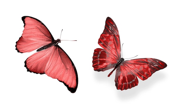 Piękne dwa czerwone motyle na białym tle
