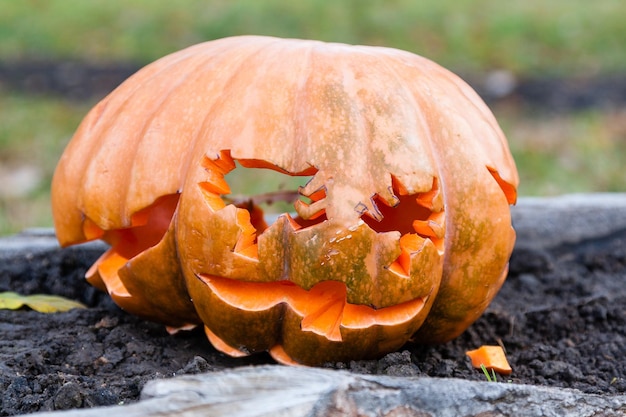 Piękne dynie na halloween