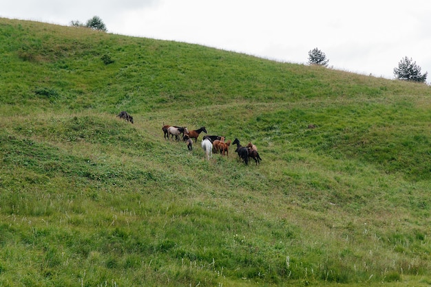 Piękne dzikie konie pasą się na zielonych pastwiskach wysokogórskich.