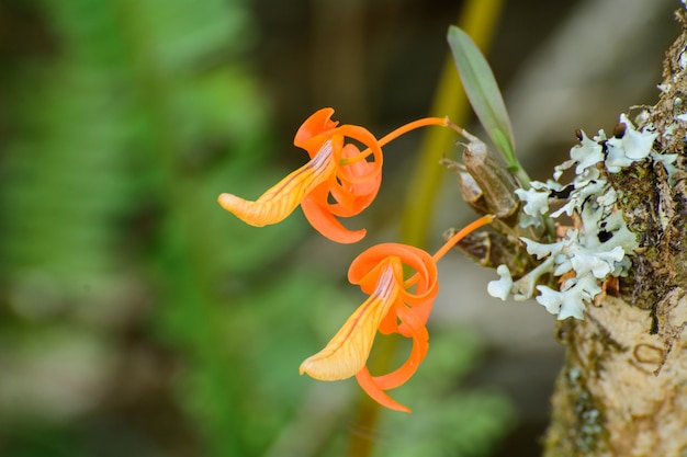 Piękne dzikie orchidee.