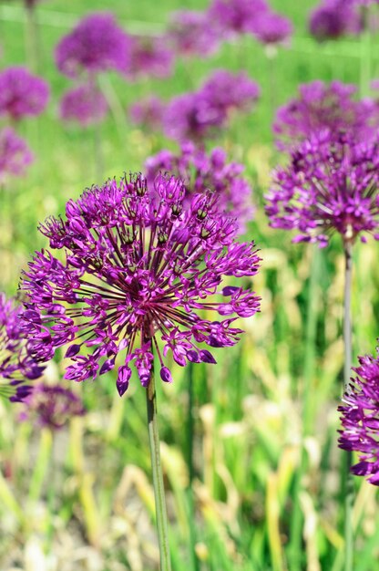 Piękne fioletowe kwiaty allium aflatunense field