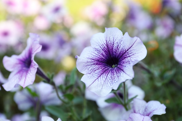 Piękne Fioletowe Kwiaty Ipomoea Na świeżym Powietrzu W Parku