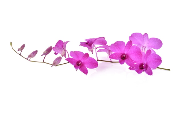 Zdjęcie piękne fioletowe kwiaty orchidei phalaenopsis, na białym tle