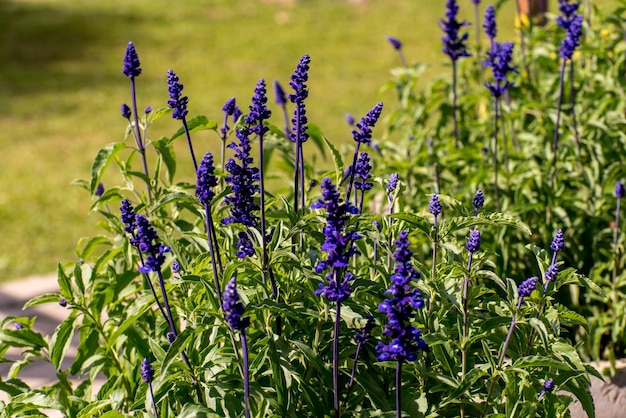 Piękne Fioletowe Kwiaty Salvia Farinacea Szałwia Mączna