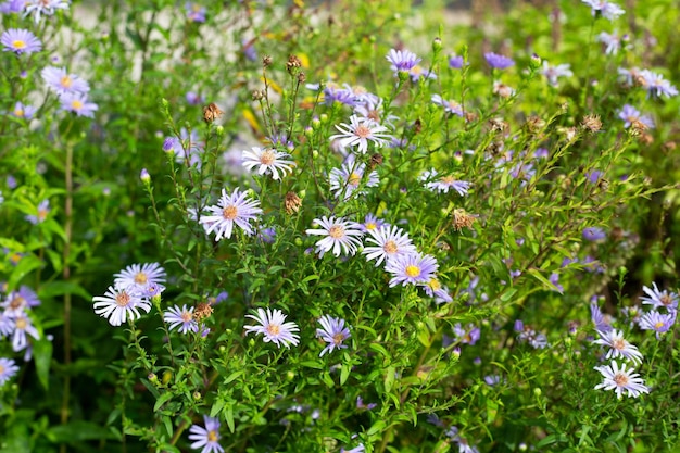 Piękne Fioletowe Kwiaty Symphyotrichum Dumosum