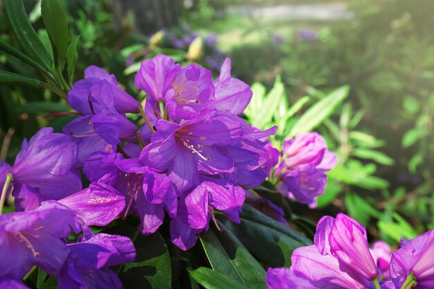 Piękne fioletowe kwiaty w ogrodzie botanicznym