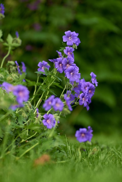 Piękne fioletowe kwiaty w zielonym ogrodzie Wibrująca łąka Żuraw kwitnący wiosną Jasne kwiatostany rosnące w parku Ogrodnictwo Geranium pratense na kolorowe i świeże podwórko