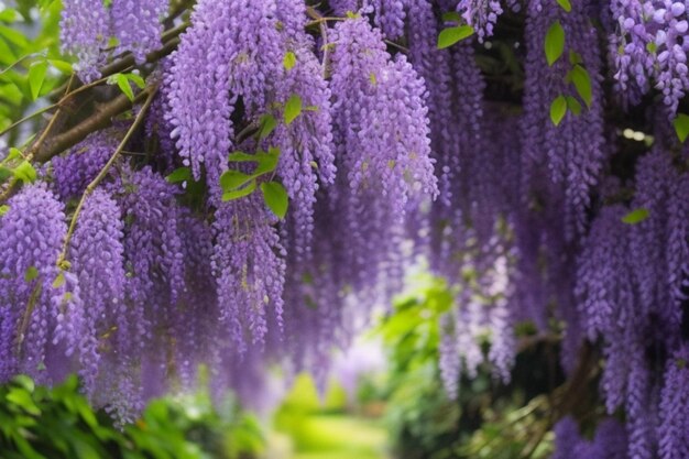 Piękne fioletowe kwiaty wisterii na żywopłocie w bliskim zasięgu Łagodne skupienie na czarnym tle