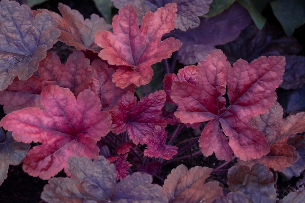 Piękne fioletowe liście heuchera w klombie. Ogrodnictwo, hobby, byliny, architektura krajobrazu.