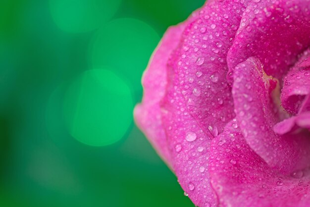 Piękne fioletowe świeże kwiaty makro Zbliżenie lawendowych róż na zewnątrz Lawendowe róże kwiaty z bliska
