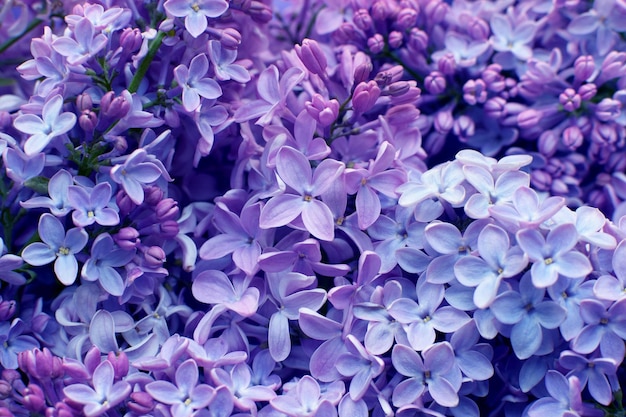 Piękne fioletowe tło z zbliżenia kwiatów bzu Wiosenne kwiaty bzu