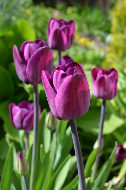 Piękne fioletowe tulipany - bliska strzał