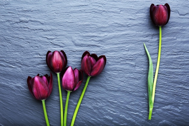 Piękne fioletowe tulipany na szarym tle