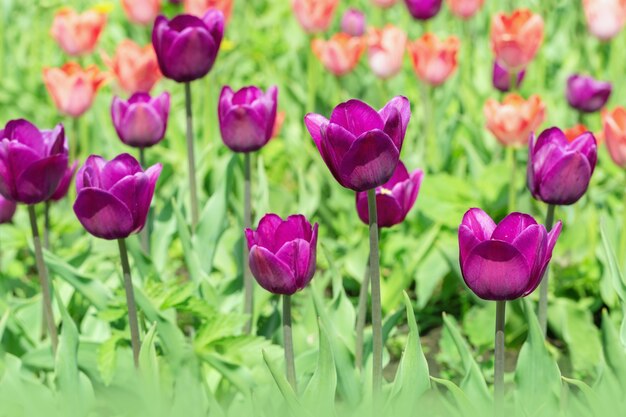 Piękne fioletowe tulipany z bliska na polu.