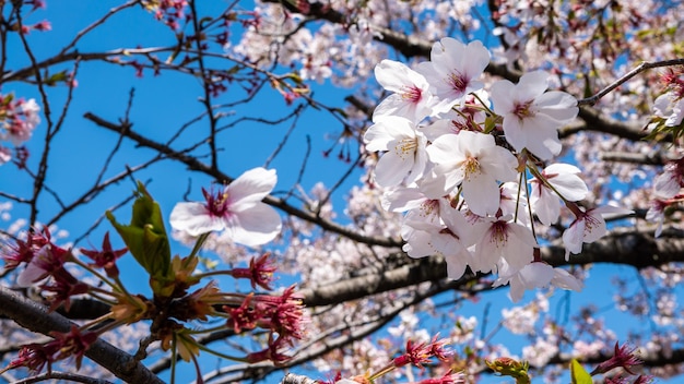 Piękne gałęzie kwitnących drzew sakura na tle błękitnego nieba w Kioto. Drzewo kwiat wiśni w Japonii. Wiosenna sceneria niesamowite kwitnące wiśnie japońskie oddział w mieście.