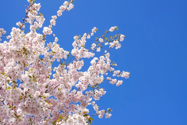 Piękne gałęzie różowych kwiatów wiśni lub Sakura w parku Wiosna kwitnie na tle błękitnego nieba