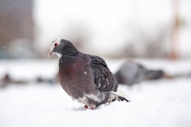 Piękne gołębie siedzą zimą w śniegu w parku miejskim. Zbliżenie gołębi zimą na placu w parku. Ptaki na mrozie czekają na jedzenie od ludzi.