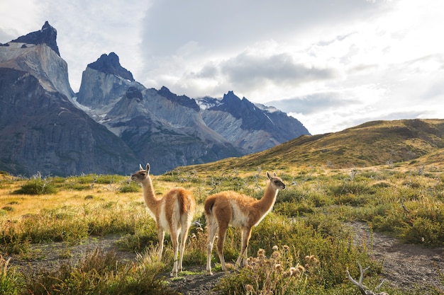 Piękne Górskie Krajobrazy I Guanako W Parku Narodowym Torres Del Paine W Chile. światowej Sławy Region Turystyczny.