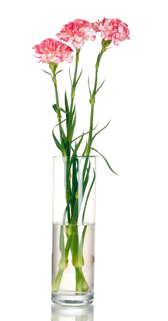 Zdjęcie piękne goździki przezroczysty wazon na białym tle