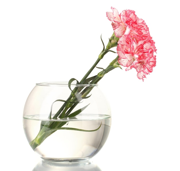 Piękne goździki przezroczysty wazon na białym tle