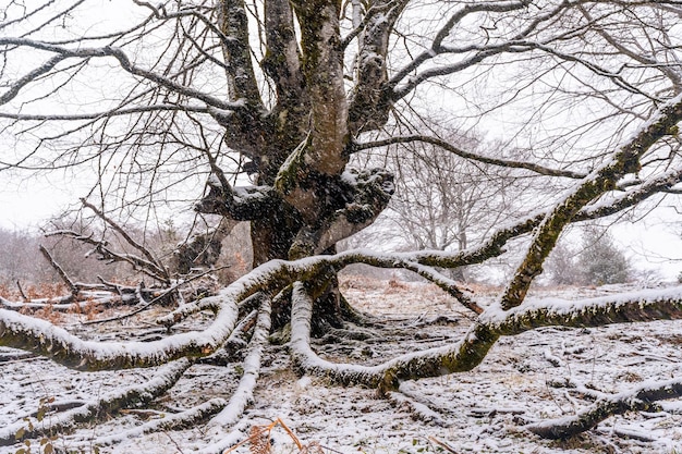 Piękne I Gigantyczne Buki W Lesie Mount Aizkorri W Gipuzkoa