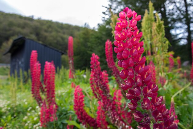 Piękne i kolorowe kwiaty w Estancia Las Cotorras w pobliżu Ushuaia Tierra del Fuego Argentina