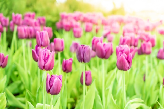 Piękne i kolorowe tulipany w ogrodzie