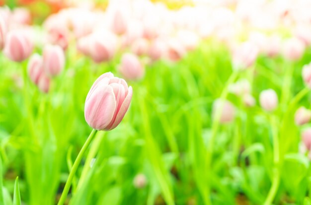 Piękne i kolorowe tulipany w ogrodzie