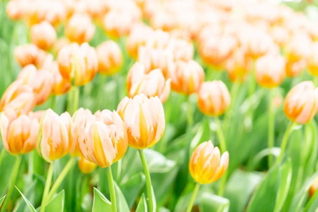 Piękne i kolorowe tulipany w ogrodzie