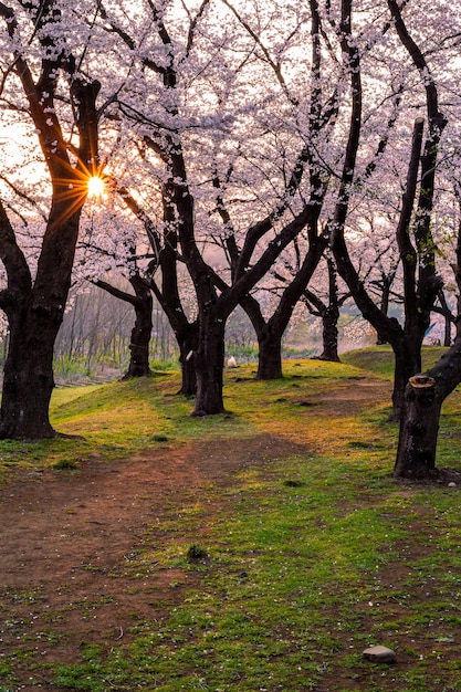 Piękne I Słodkie Różowe Kwiaty Wiśni Tapety Tło Nieostrość Tokio Japonia