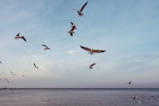 Piękne i wolne ptaki białej mewy latają po błękitnym niebie nad morzem.