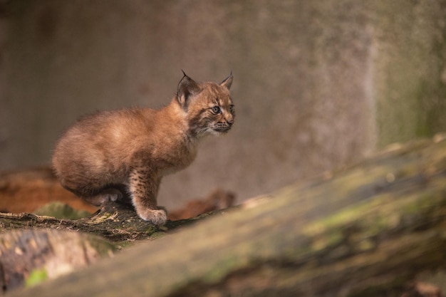 Piękne I Zagrożone Młode Rysie W Naturalnym środowisku Lynx Lynx