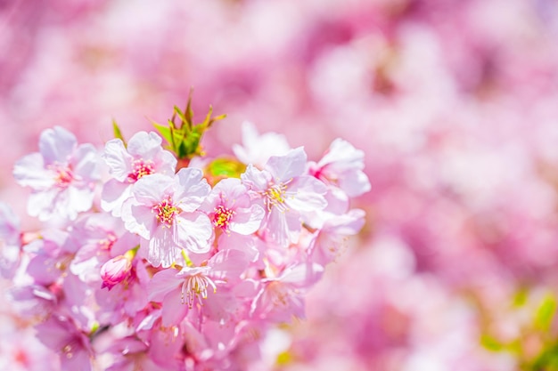 Piękne japońskie kwiaty wiśni i piękna pogoda