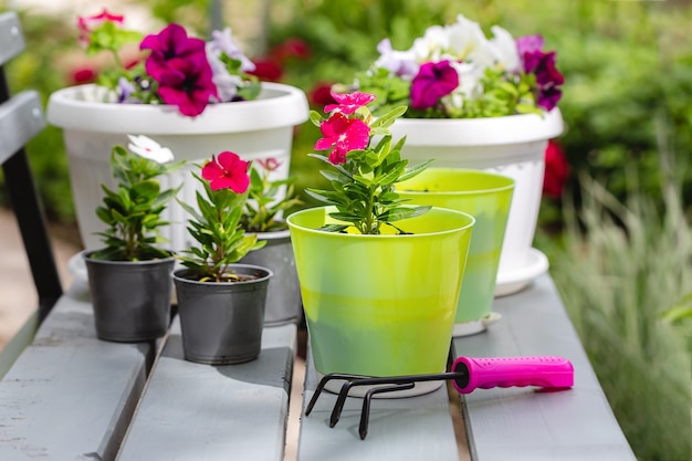 Piękne jasne roczne kwiaty w doniczkach. Petunie i Catharanthus. Treść Garden Center