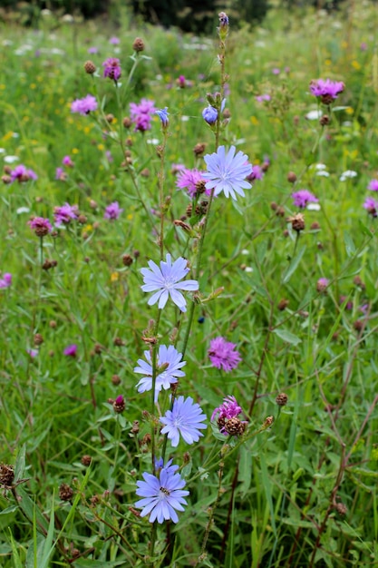 Piękne jasnoniebieskie kwiaty Cichorium na polu