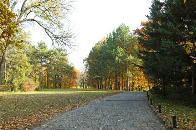 Piękne jesienne drzewa w parku