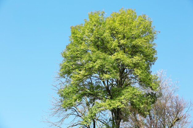 Piękne jesienne drzewo na niebieskim niebie