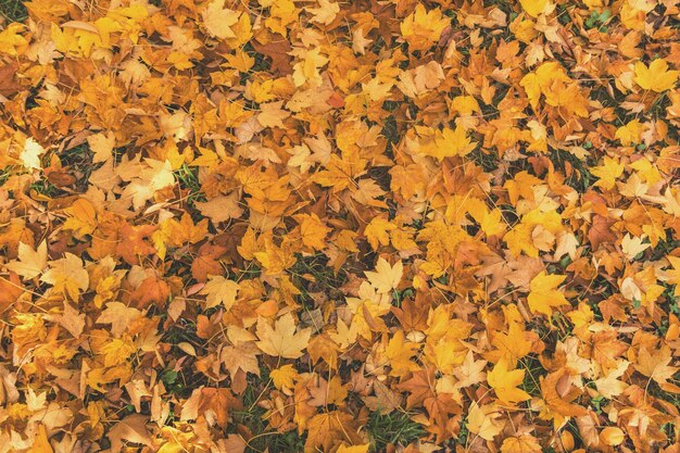 Zdjęcie piękne jesienne tło ze złotymi liśćmi klonu w parku miejskim