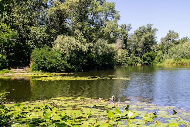 Piękne jezioro latem