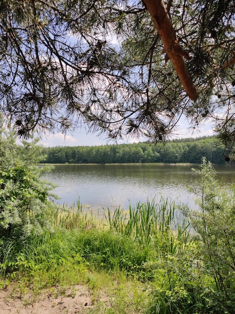 Piękne jezioro w letnim lesie