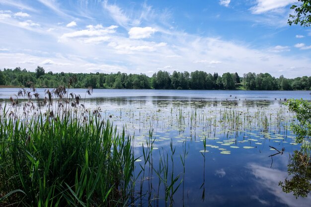 Zdjęcie piękne jezioro z liliami wodnymi i trzcinami w lesie