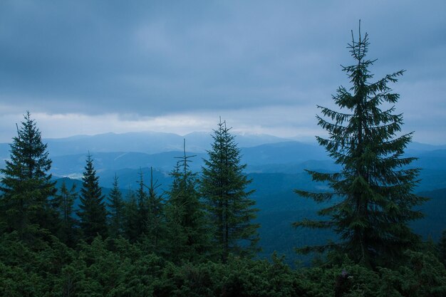 Piękne karpaty drogi wzgórza las ukrainene