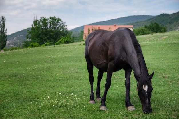 Piękne kasztanowe konie na farmie latem