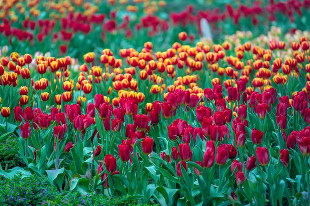 Piękne Kolorowe Czerwone I żółte Tulipany