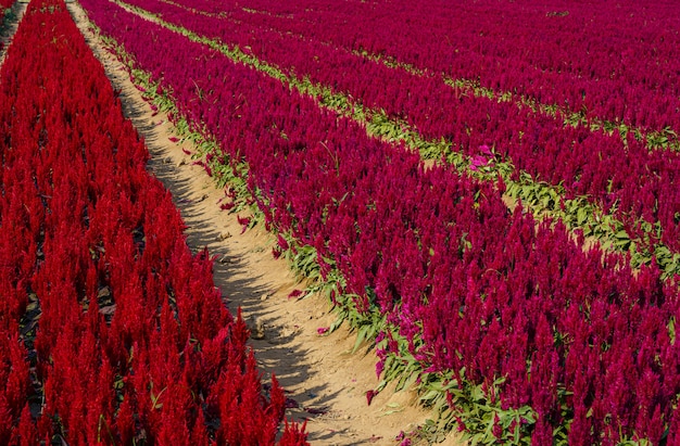 Piękne kolorowe czerwone lub różowe zarozumialec celosia kwiaty wzór gospodarstwa kwitnące w ogrodzie tle przyrody w tajlandii
