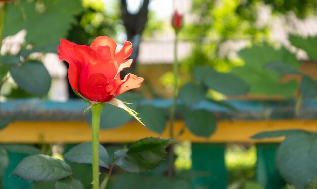Piękne, kolorowe, delikatnie kwitnące róże w czerwonym ogrodzie. Selektywne skupienie. Zbliżenie.
