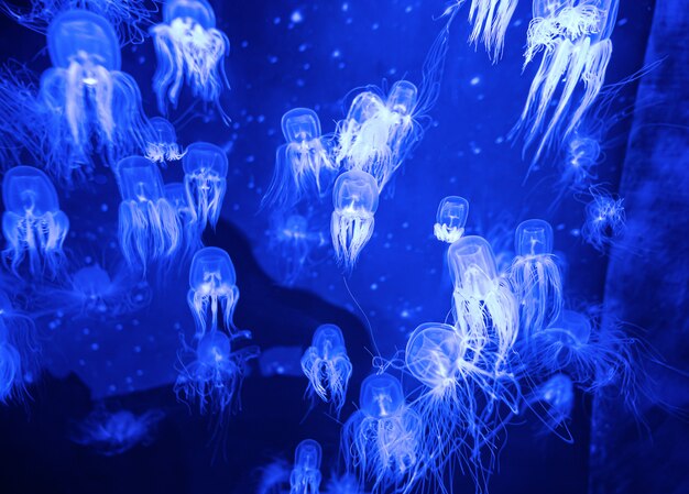 Piękne kolorowe jadowite pudełko meduz w akwarium