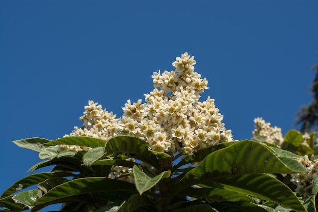 Piękne kolorowe naturalne wiosenne kwiaty w widoku