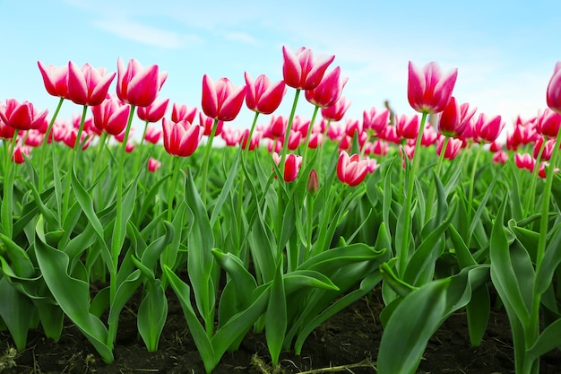 Piękne kolorowe pola tulipanów