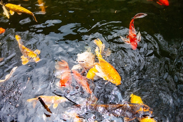 Piękne kolorowe ryby koi.